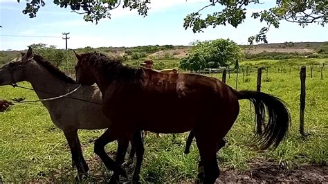 Comendo a égua da buceta grande e molhadinha